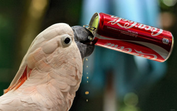 Картинка животные попугаи какаду coca-cola жажда банка