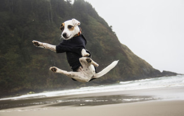 Картинка животные собаки прыжок джек рассел терьер настроение