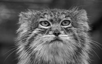 Картинка животные манулы портрет морда манул палласов кот
