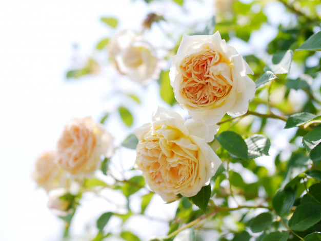 Обои картинки фото цветы, розы, розовый, куст, бутоны