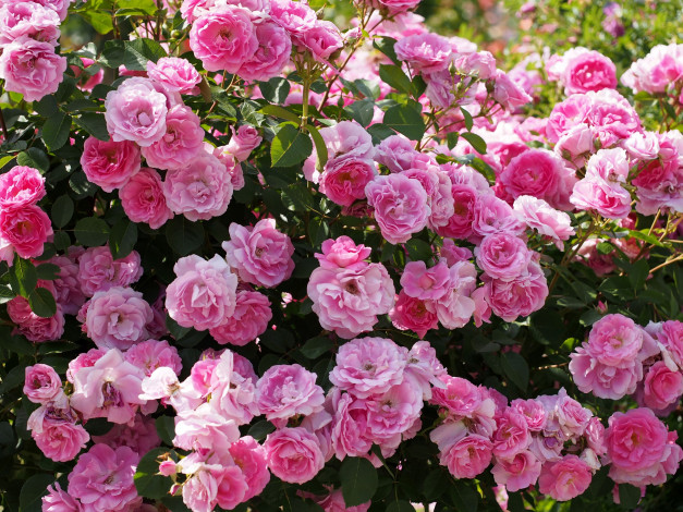 Обои картинки фото цветы, розы, розовый, куст, цветение