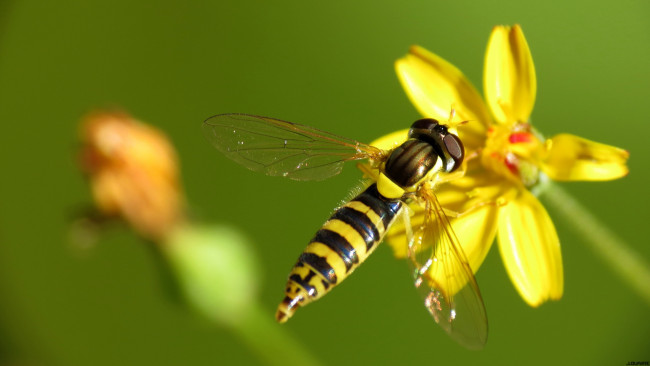 Обои картинки фото животные, пчелы, осы, шмели, цветок, оса