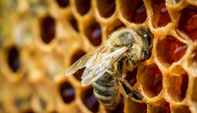 Обои картинки фото животные, пчелы, осы, шмели, пчела, соты, мёд, макро
