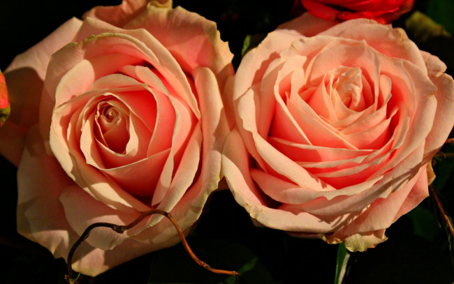 Обои картинки фото цветы, розы, дуэт, бутоны, макро