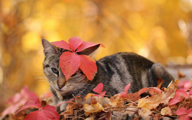 Обои картинки фото животные, коты, осень, листья