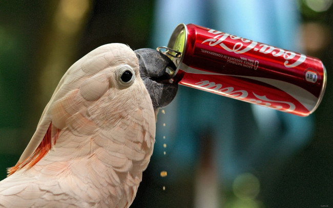 Обои картинки фото животные, попугаи, какаду, coca-cola, жажда, банка