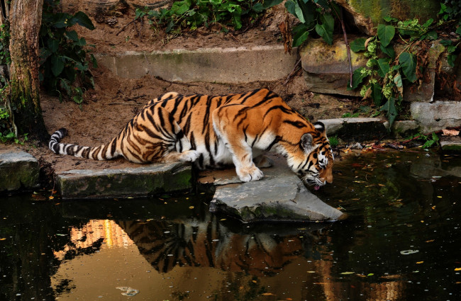 Обои картинки фото животные, тигры, амурский, тигр, пруд, водопой, отражение