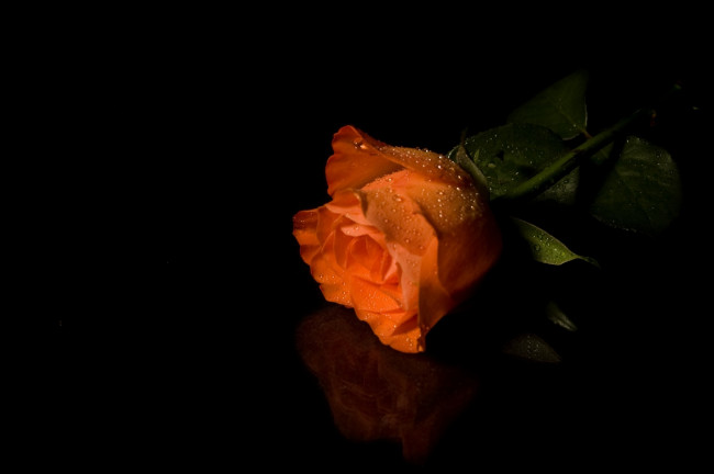 Обои картинки фото цветы, розы, оранжевая, роза, темный, фон, капли