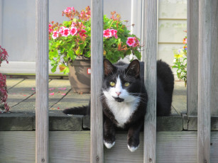 Картинка животные коты цветы кот забор
