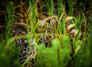 Картинка животные змеи +питоны +кобры трава макро