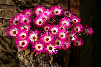 Картинка цветы аизовые ромашки ливингстон mesembryanthemum