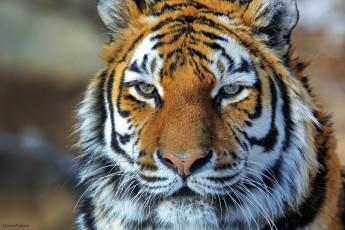 Картинка животные тигры портрет мех морда амурский кошка