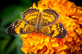 Картинка животные бабочки яркий крылья макро оранжевый