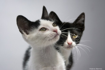 Картинка животные коты уши парочка мордочка малыши котята