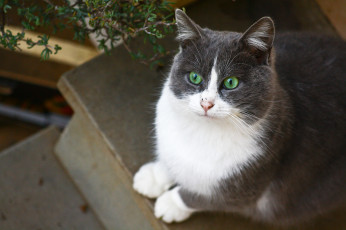 Картинка животные коты зеленоглазая кошка