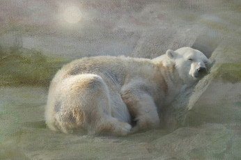 Картинка животные медведи белый медведь снег полярный текстура отдых сон