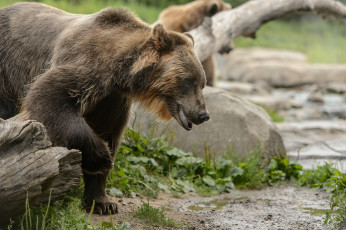 Картинка животные медведи морда гризли молодой