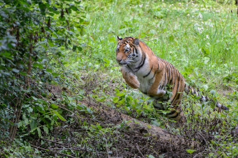 Картинка животные тигры заросли прыжок