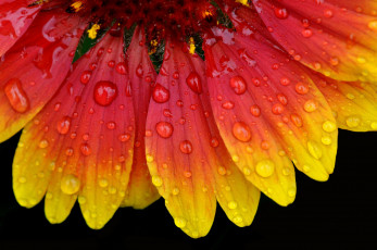 Картинка цветы гайлардии +гелениумы капли макро
