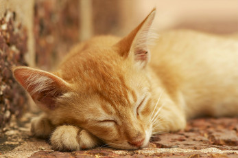 Картинка животные коты сон отдых рыжий кот