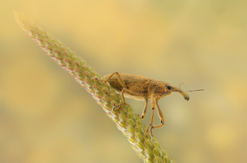 Картинка животные насекомые фон долгоносик колосок растение