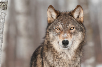 Картинка животные волки +койоты +шакалы волк взгляд