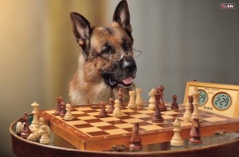 Картинка животные собаки овчарка шахматы