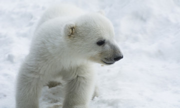 Картинка животные медведи зима мордочка белый детеныш малыш медвежонок