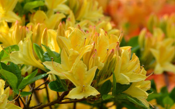 Картинка цветы рододендроны+ азалии листья ветка азалия