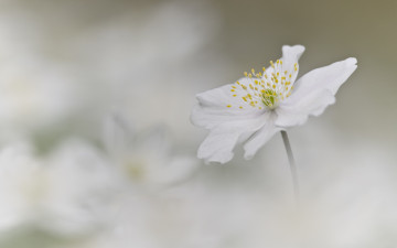 Картинка цветы ветреницы +печёночницы белый цветок фон анемона