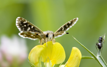Картинка животные бабочки глаза усики бабочка желтый цветок