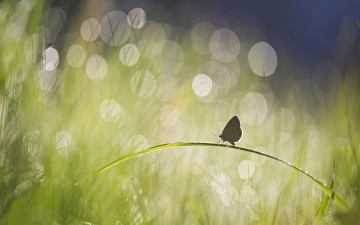 Картинка животные бабочки травинка блики бабочка