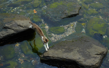Картинка животные коты водоросли мель прыжок камни вода кот