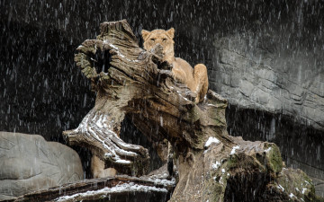 обоя животные, львы, морда, лежит, кошка, снег, снегопад, бревно