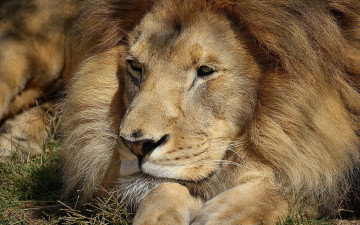 Картинка животные львы трава морда лапы грива лев