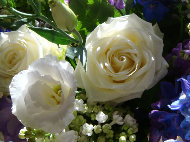 Обои картинки фото цветы, разные вместе, эустома, белые, розы, букет