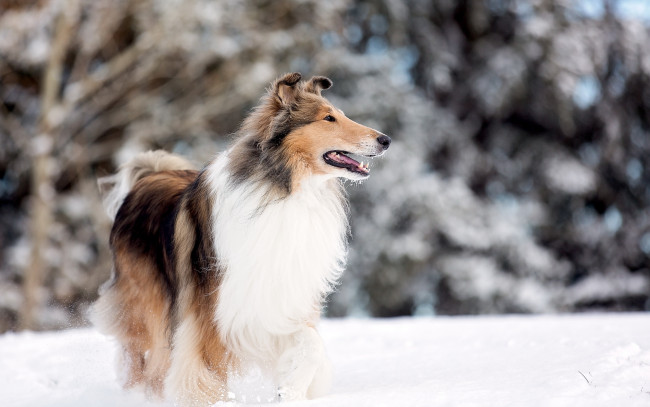 Обои картинки фото животные, собаки, snow, rough, collie, park, lake, dog