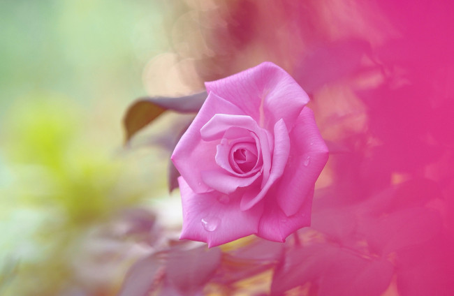 Обои картинки фото цветы, розы, розовый, боке