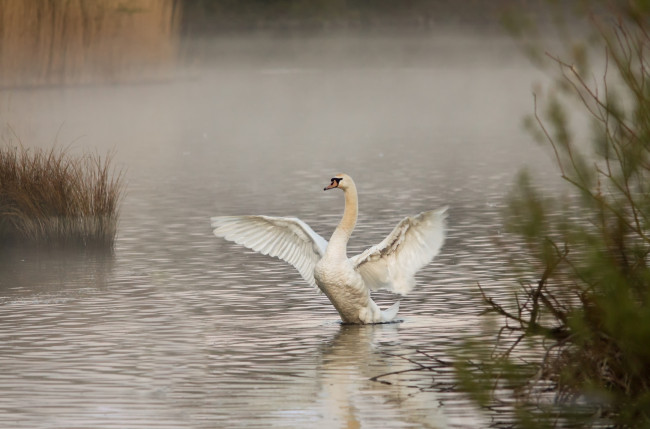 Обои картинки фото животные, лебеди, озеро, лебедь, туман, утро
