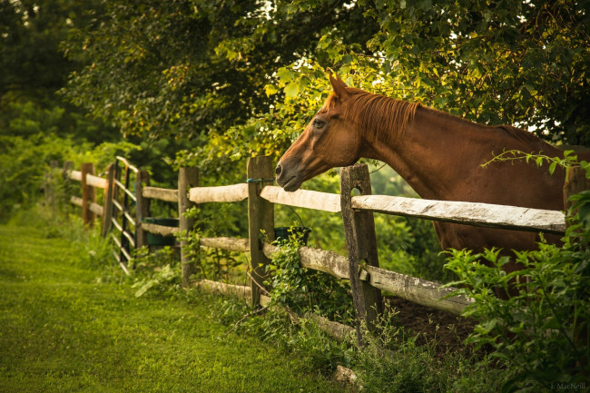 Обои картинки фото животные, лошади, изгородь, заросли, забор, профиль, конь