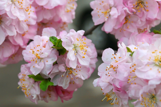 Обои картинки фото цветы, сакура,  вишня, розовый