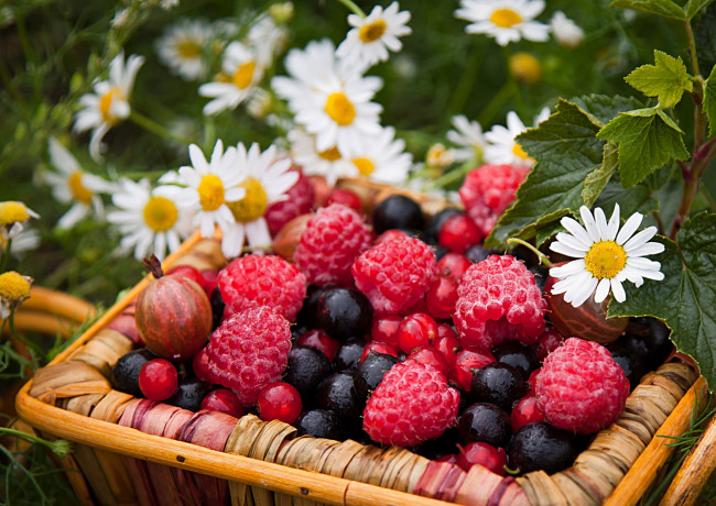 Обои картинки фото еда, фрукты,  ягоды, смородина, крыжовник, малина, клубника, ромашки