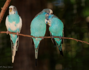 Картинка животные попугаи волнистые птички