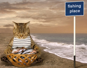 Картинка юмор+и+приколы кот улов рыба