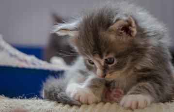 Картинка животные коты мейн-кун лапки малыш котёнок