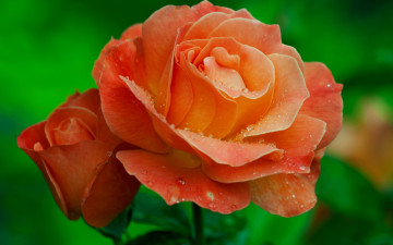 Картинка цветы розы капли макро бутон роза лепестки