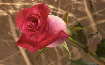 Картинка цветы розы роза роса стебель обои бутон