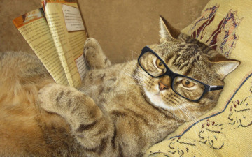 обоя юмор и приколы, очки, креатив, лежит, журнал, подушка, умный, юмор, кот, читает