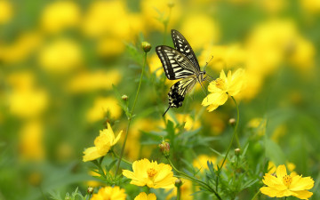 Картинка животные бабочки +мотыльки +моли цветы макро боке