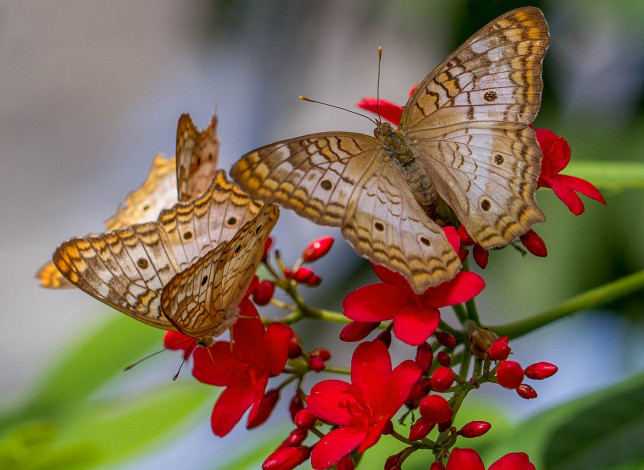 Обои картинки фото животные, бабочки,  мотыльки,  моли, крылья, мотылек, природа, бабочка, anartia, jatropha, цветок